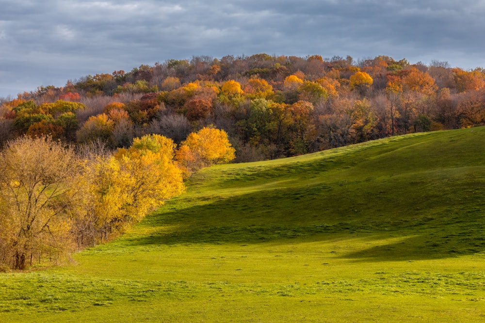 Champ d’herbe verte avec des arbres sous des nuages blancs et un ciel bleu pendant la journée