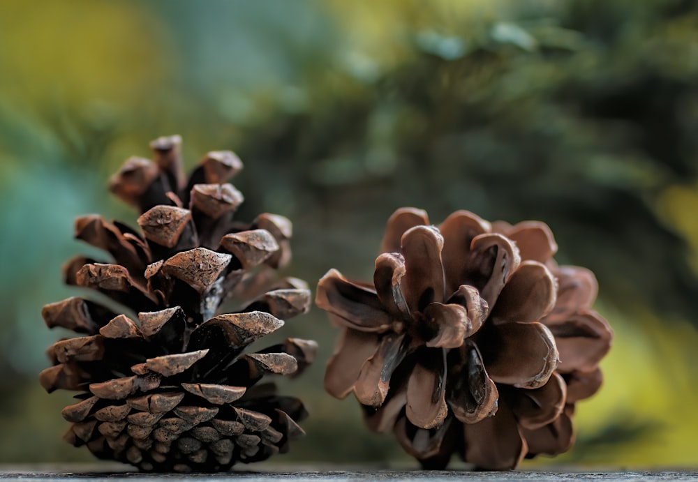 Pine Cones Pictures | Download Free Images on Unsplash