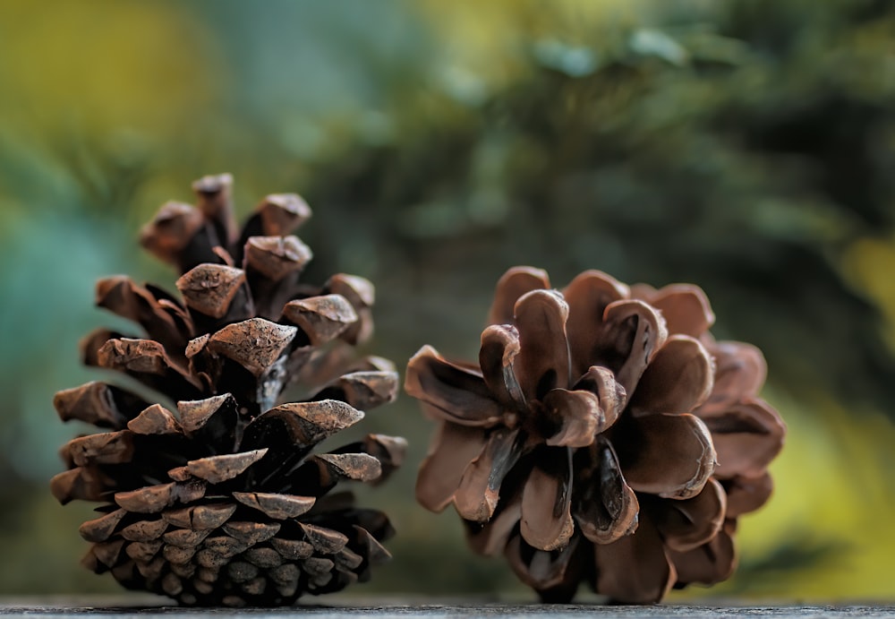 brown pine cone in close up photography