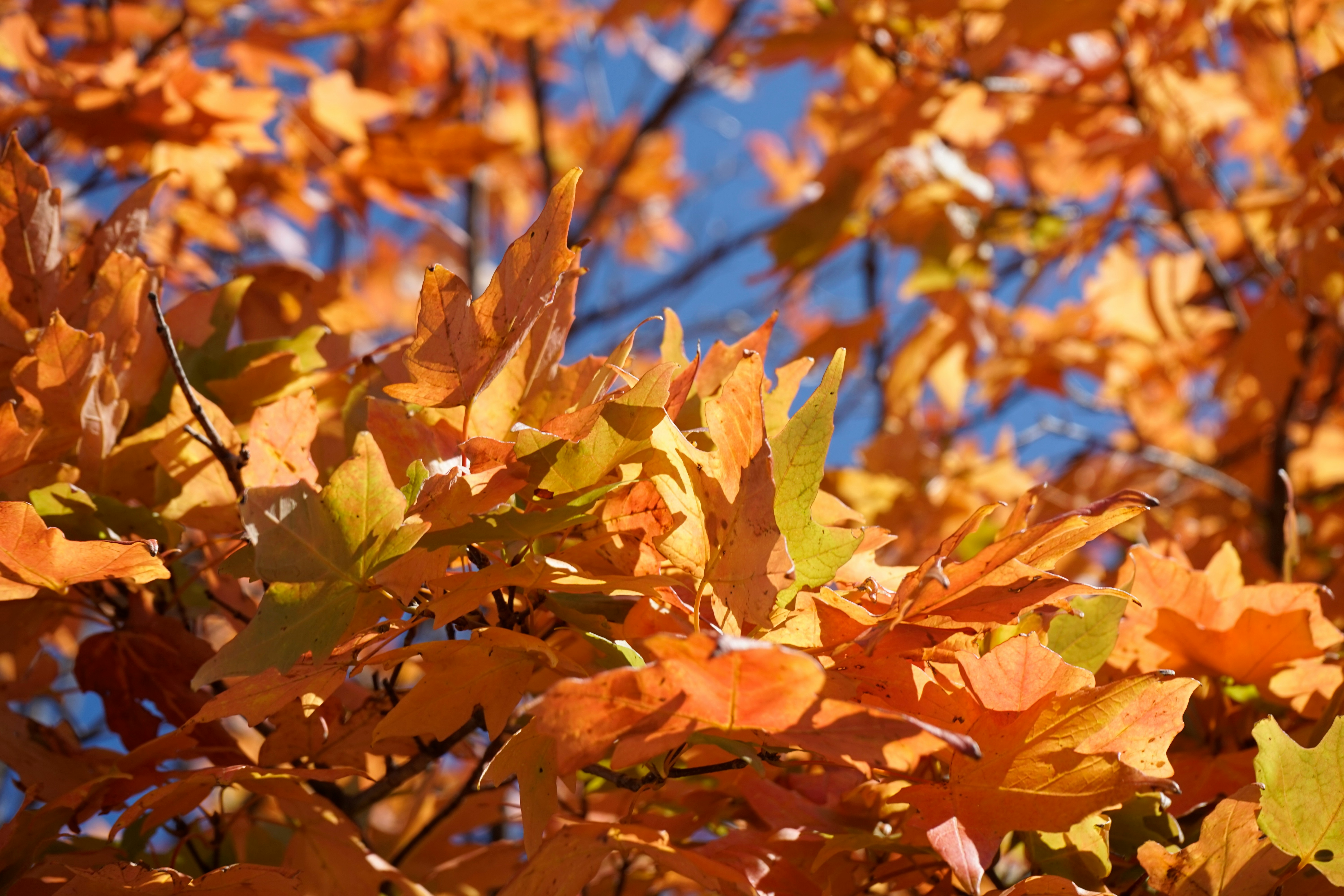 brown and yellow maple leaves