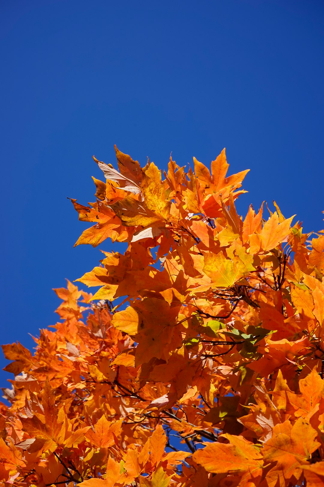 orange maple leaves on blue sky
