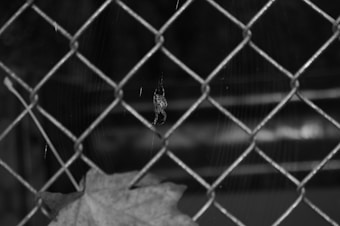 A black-and-white image featuring a small spider hanging from its web in the center, positioned on a wire fence. A large leaf is visible in the lower left corner, resting against the fence. The background appears blurred with a soft bokeh effect.