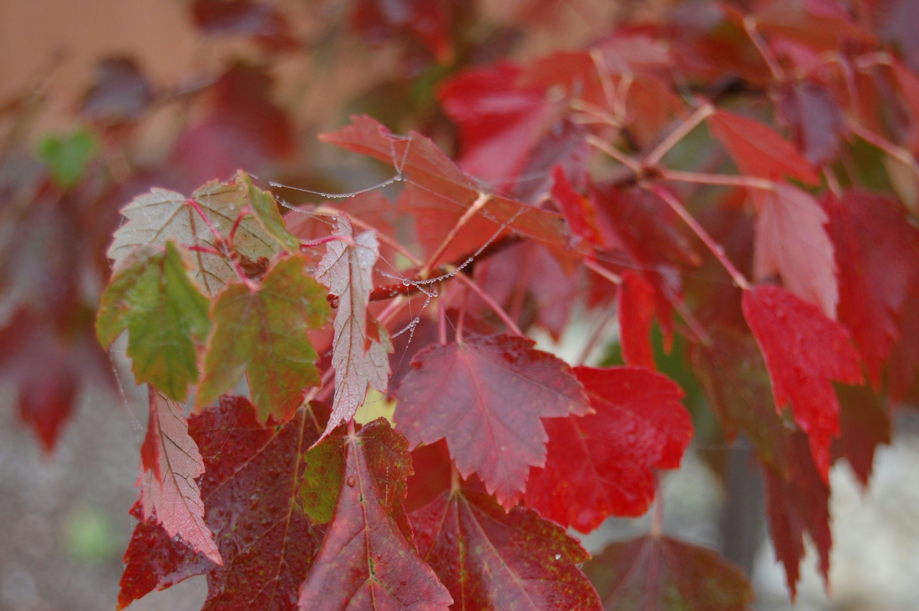 Photo by keeneariana