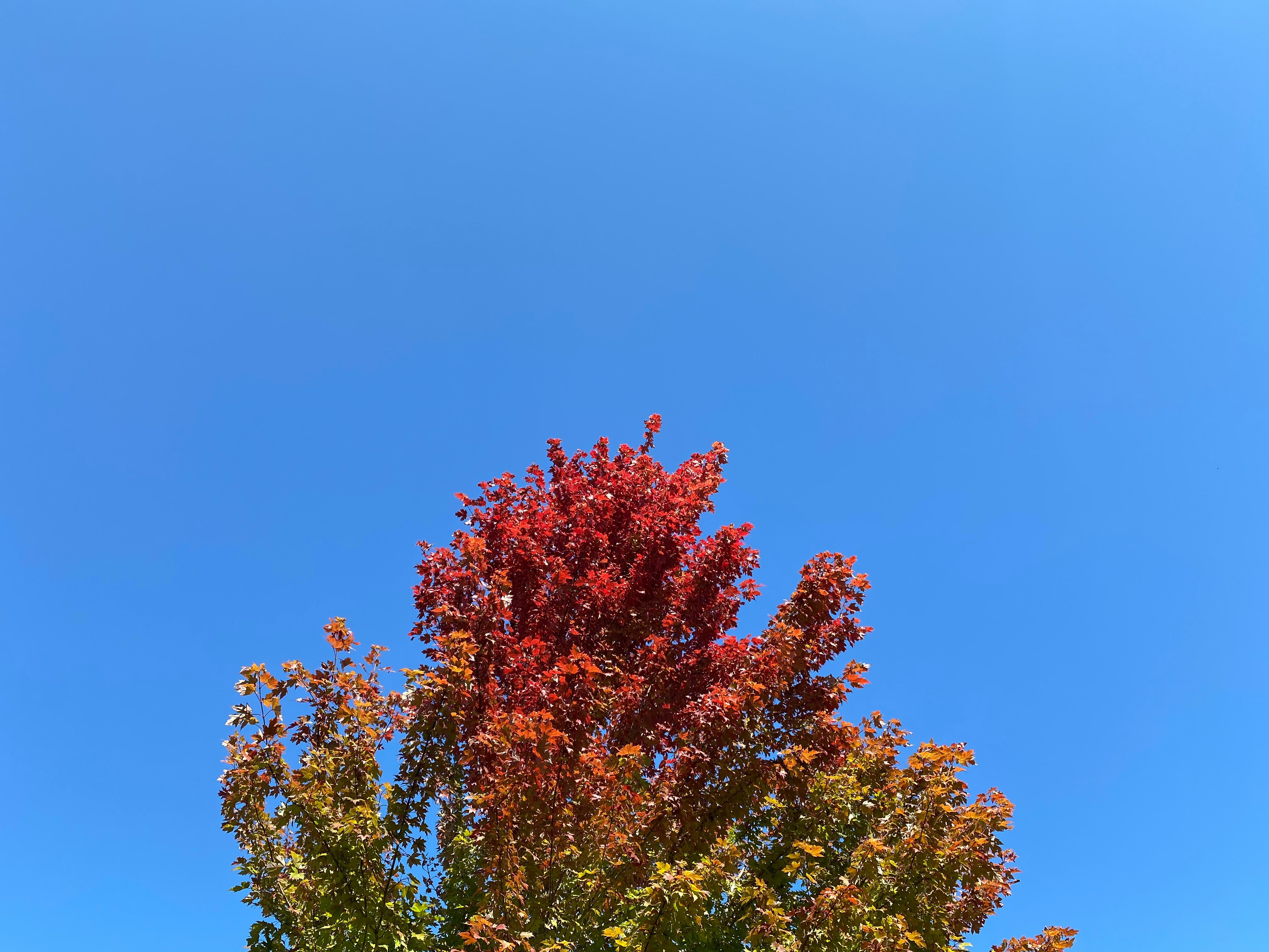 red and green tree under blue sky during daytime
