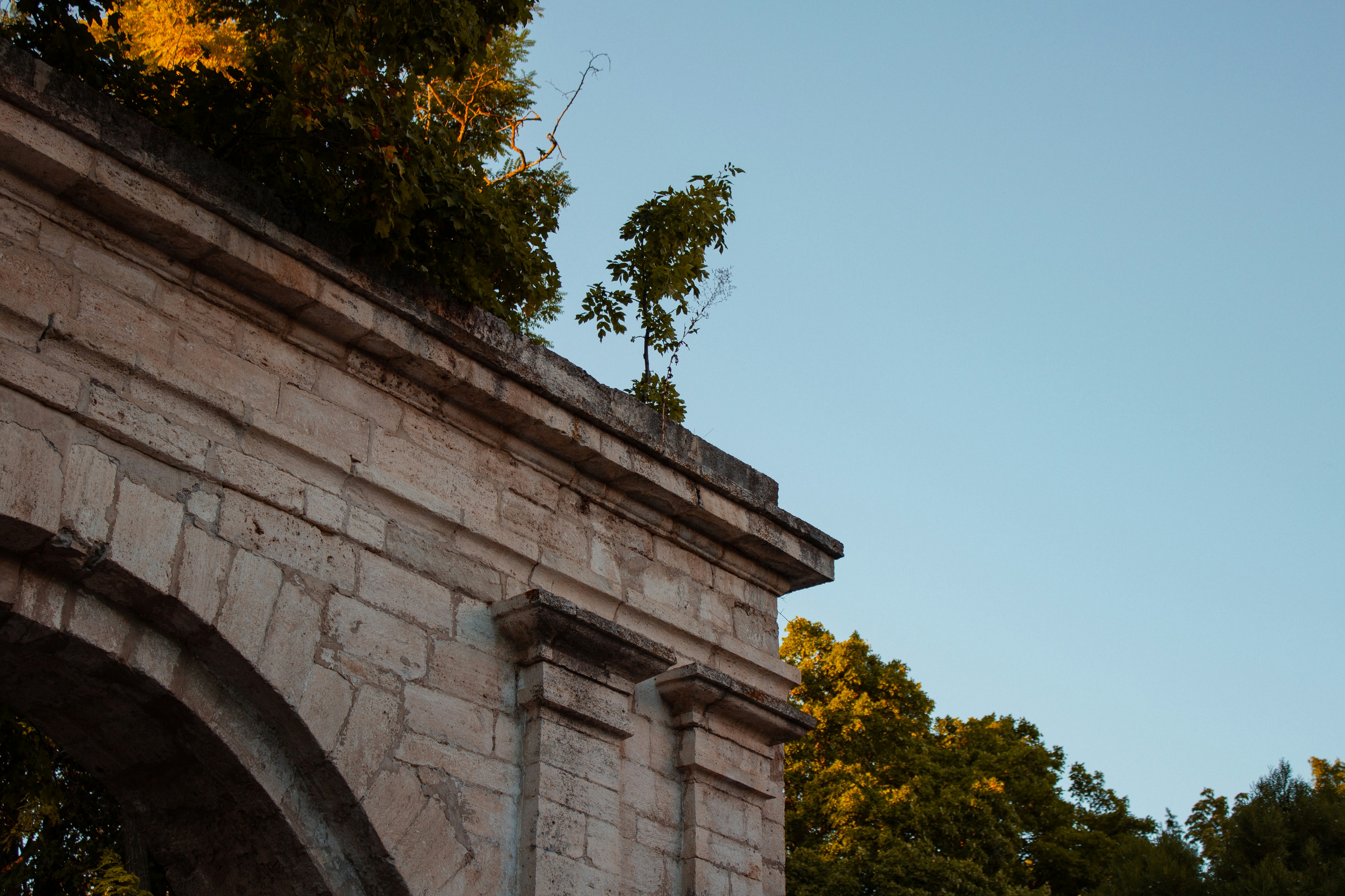 green tree under gray sky, 