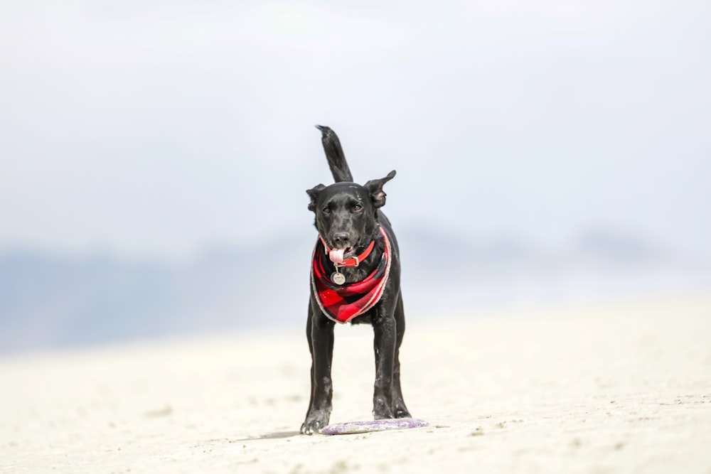 black labrador retriever on snow covered field during daytime