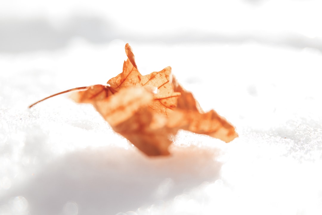 brown maple leaf on black surface