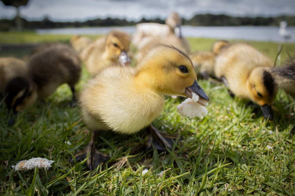 yellow and brown ducklings on green grass during daytime