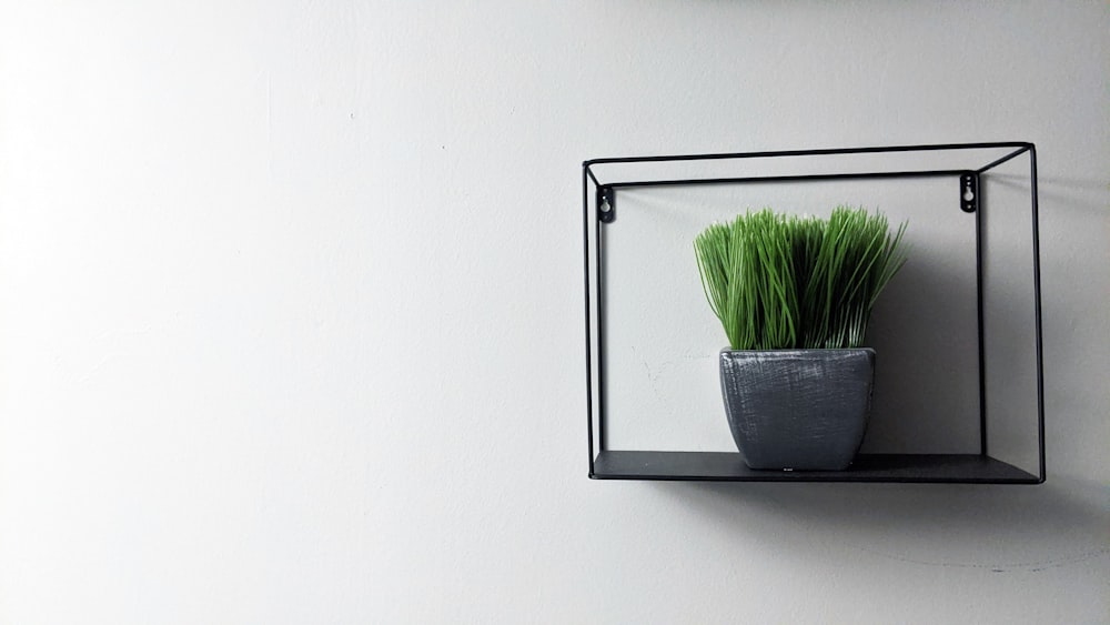 green plant on black round pot