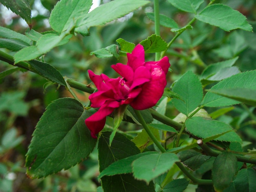 red flower in tilt shift lens