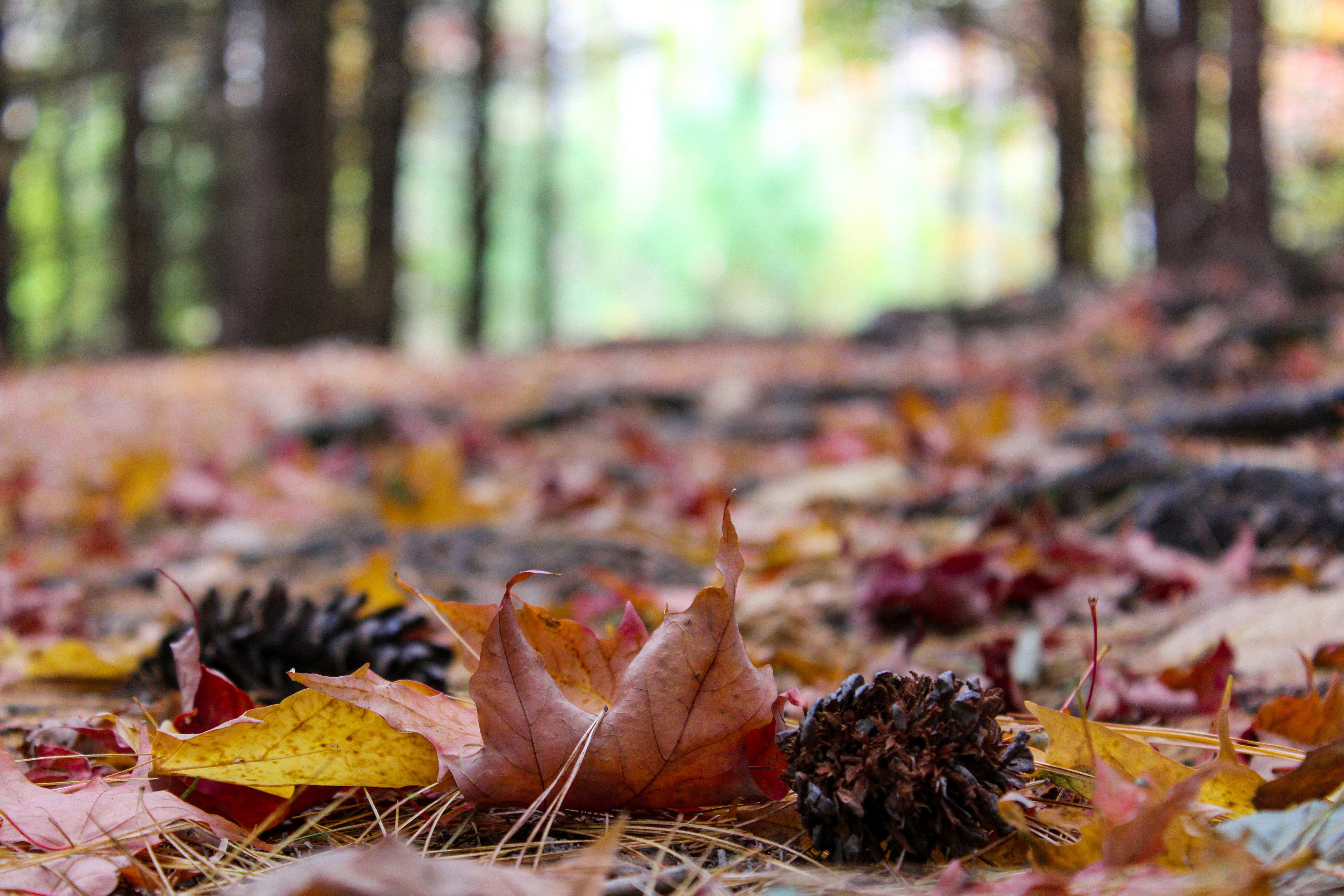 Photo by perelandrian