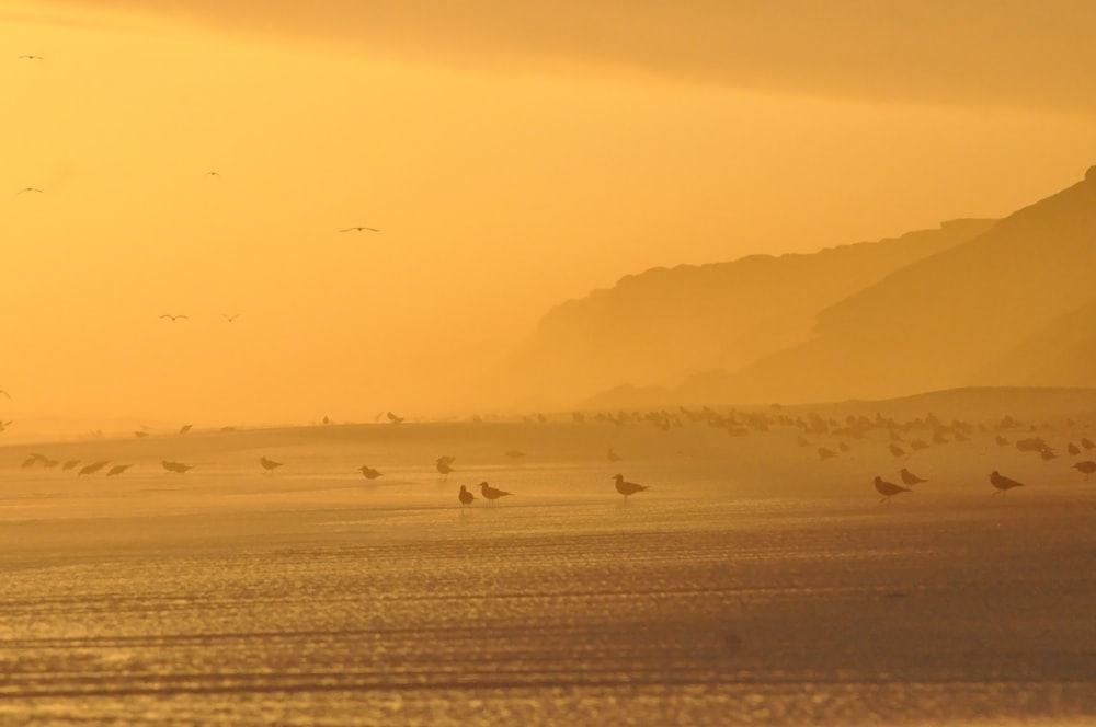 birds flying over the sea during daytime