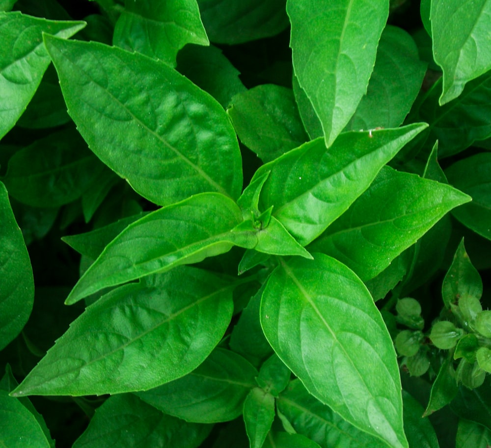 green leaf plant during daytime