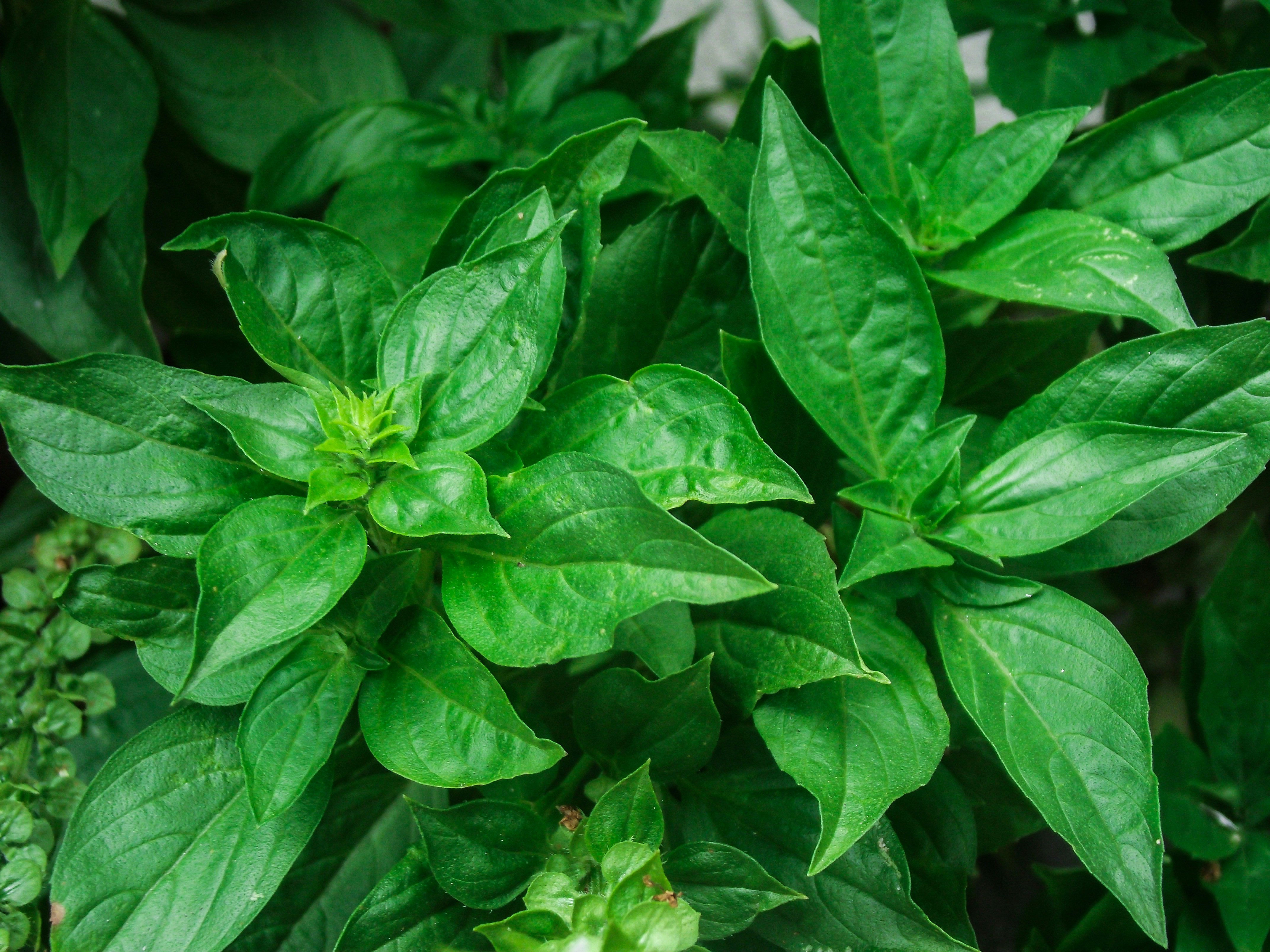 Photo by danrley_alves