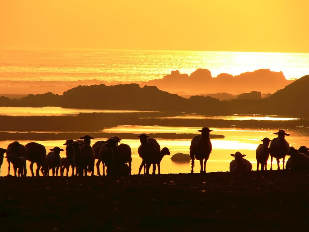 silhouette of people on beach during sunset