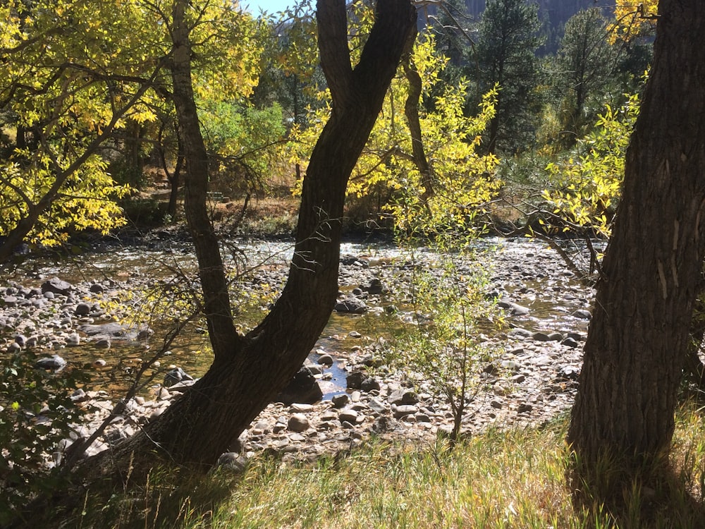 green trees near river during daytime