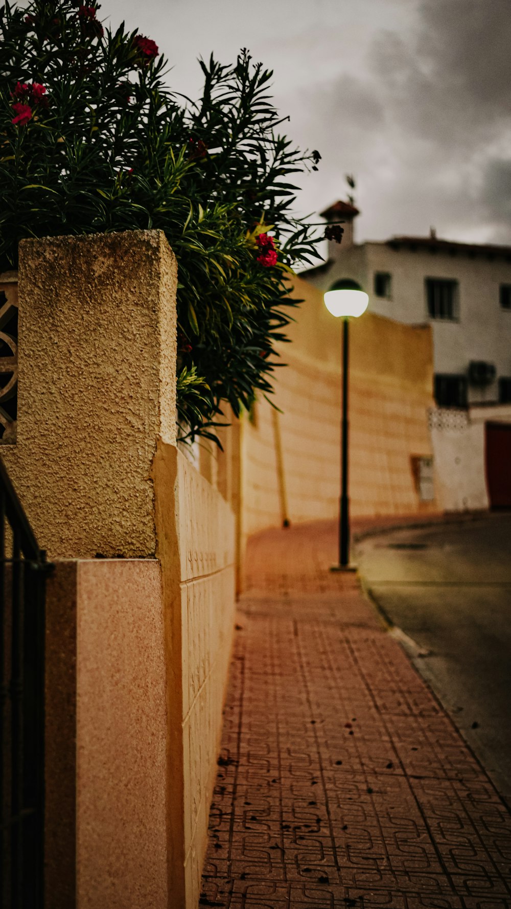 red flowers on brown concrete wall