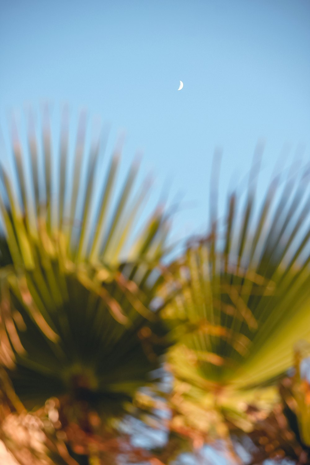 green palm tree under blue sky during daytime