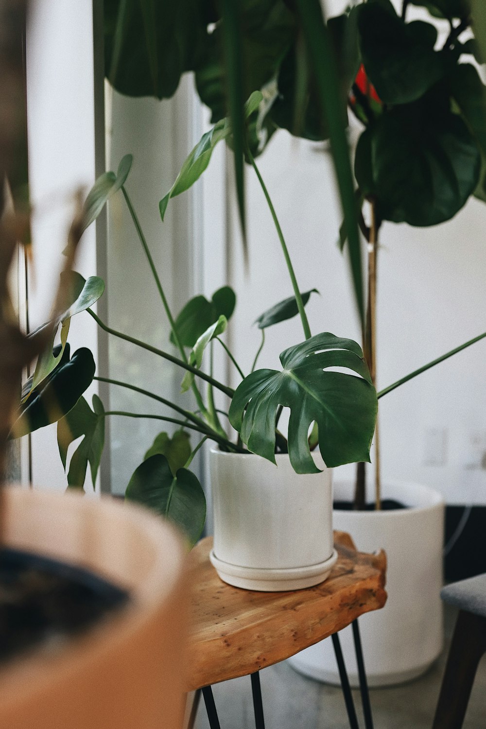 green plant in white ceramic pot