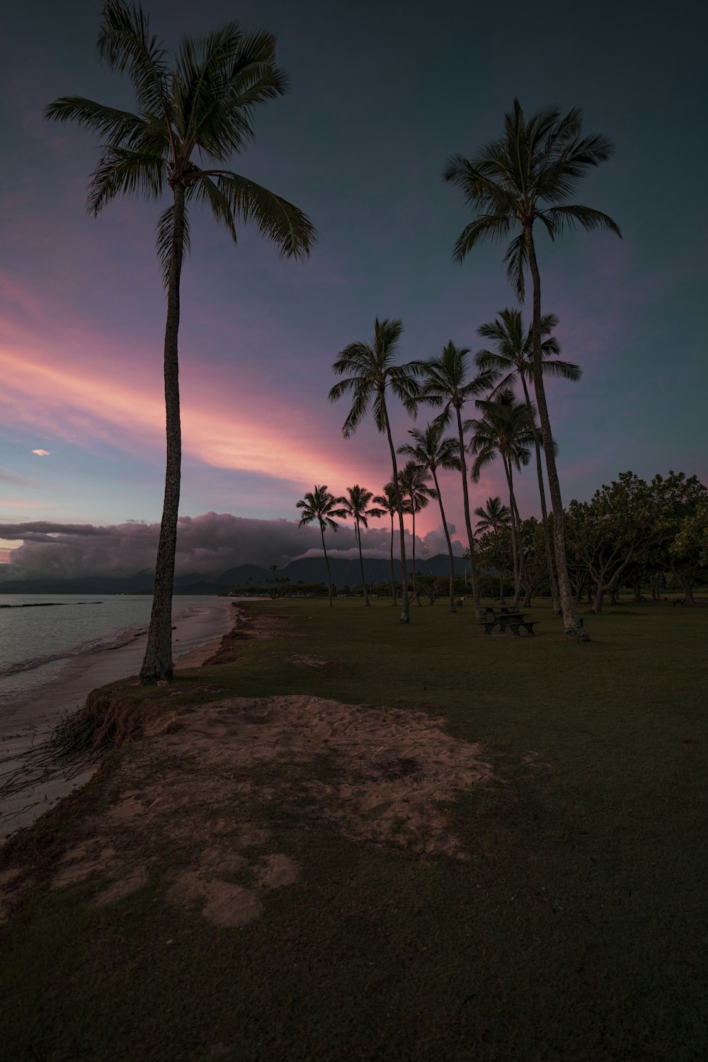 palm trees near body of water during sunset