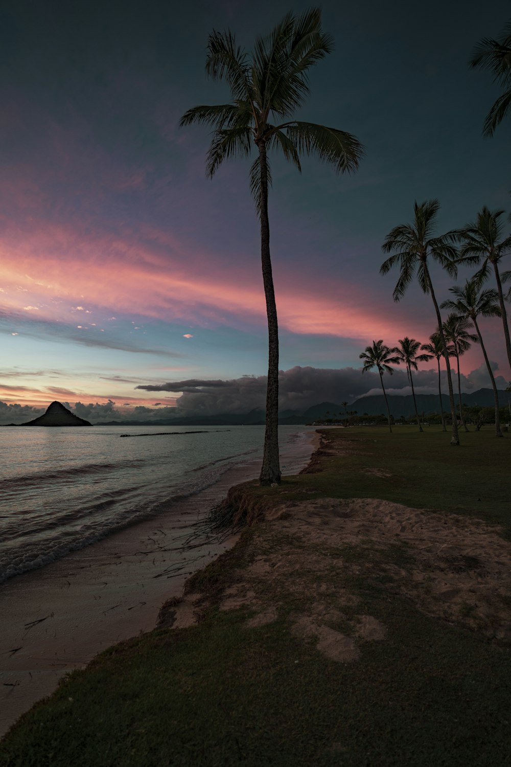 silhouette of palm tree near body of water during sunset