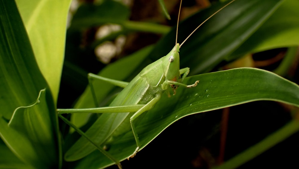 green grasshopper perched on green leaf in close up photography during daytime