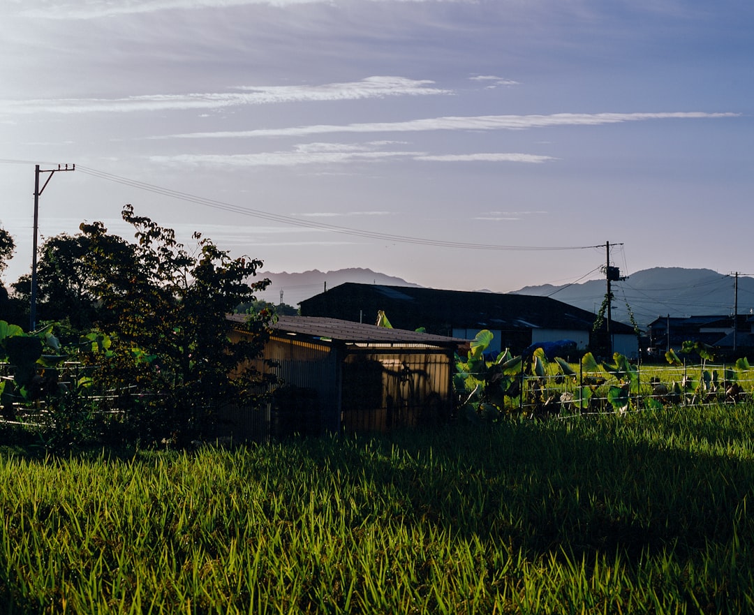 green grass field near brown wooden house under white clouds during daytime