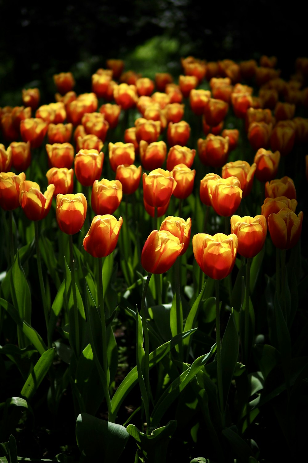 orange tulips in bloom during daytime