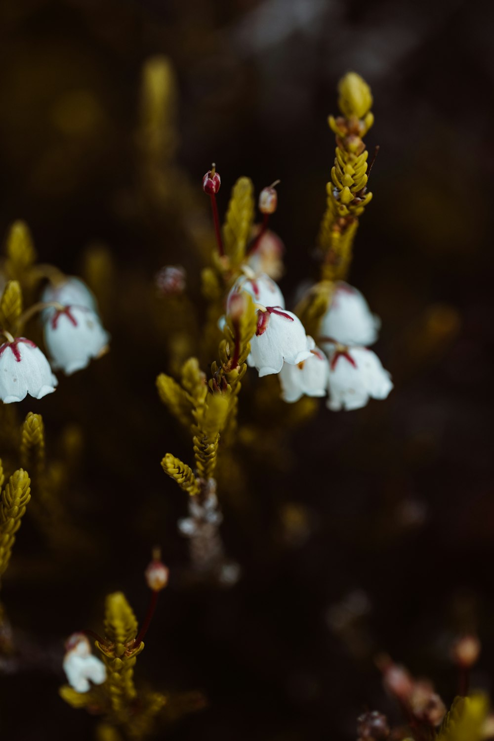 흰 꽃이있는 식물의 클로즈업