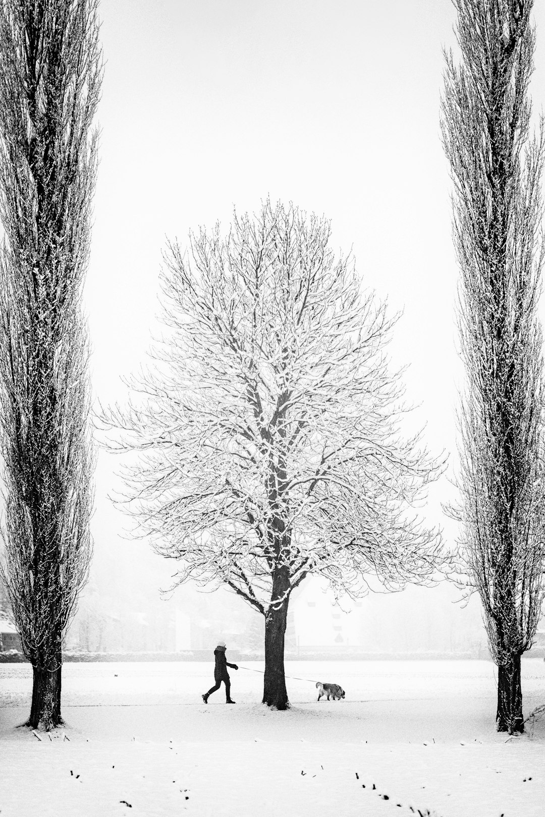 bare trees on snow covered ground during daytime