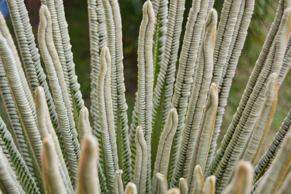 green and white plant during daytime