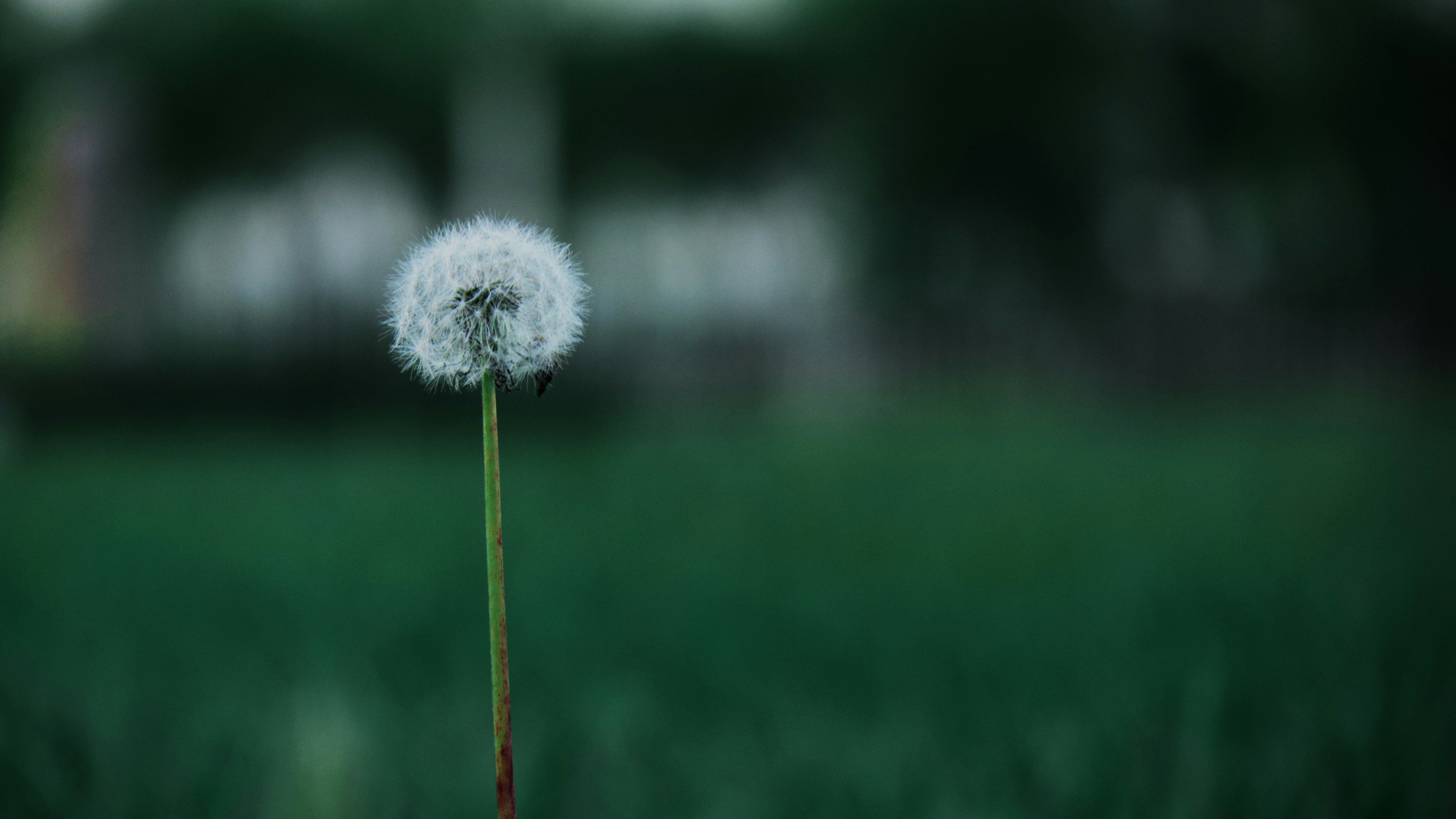 Photo by juliuscarmine