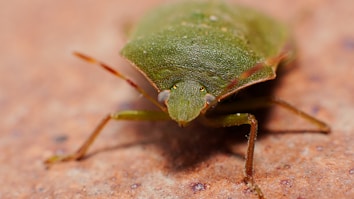 green and brown insect on brown and white surface