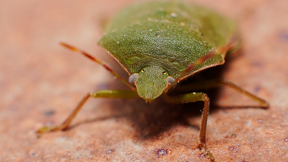 green and brown insect on brown and white surface