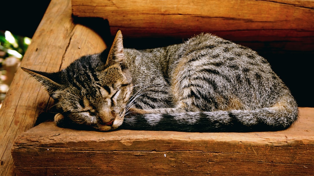 Braune Tabby-Katze liegt auf brauner Holzoberfläche