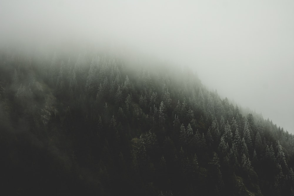 green trees under white sky during daytime