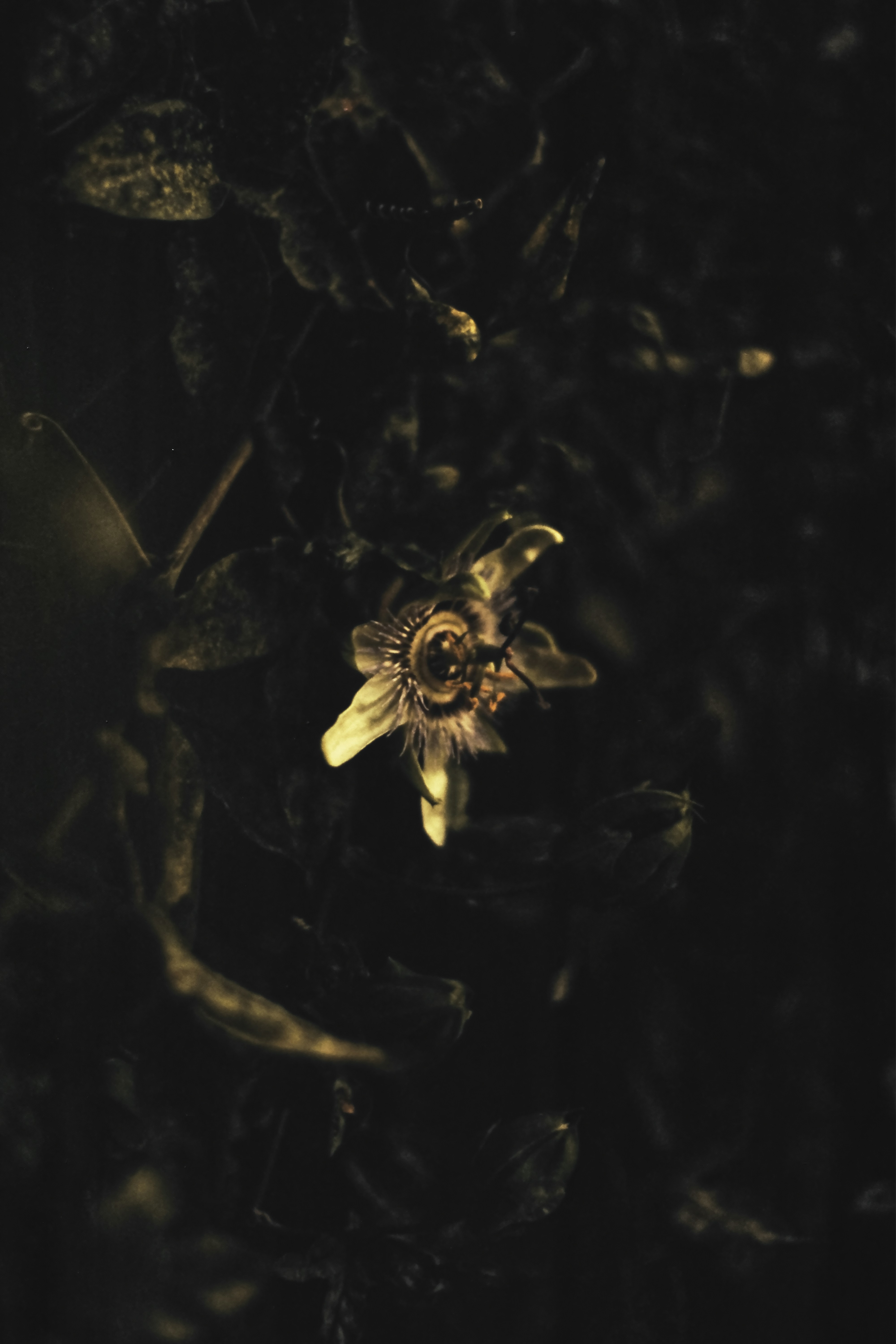 黒の背景に茶色と黒の花の写真 Unsplashで見つけるメルボルンビックの無料写真