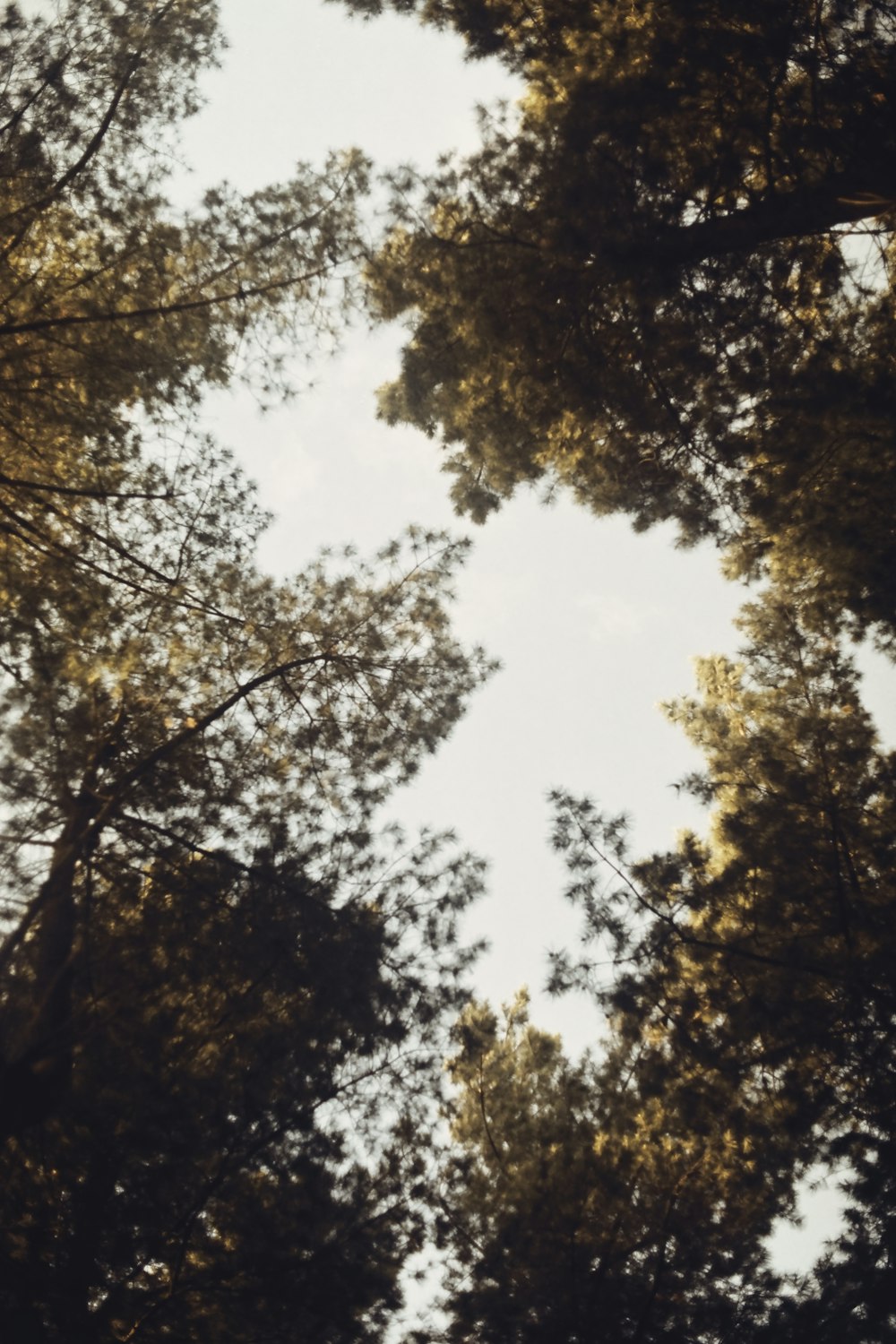 green trees under white clouds