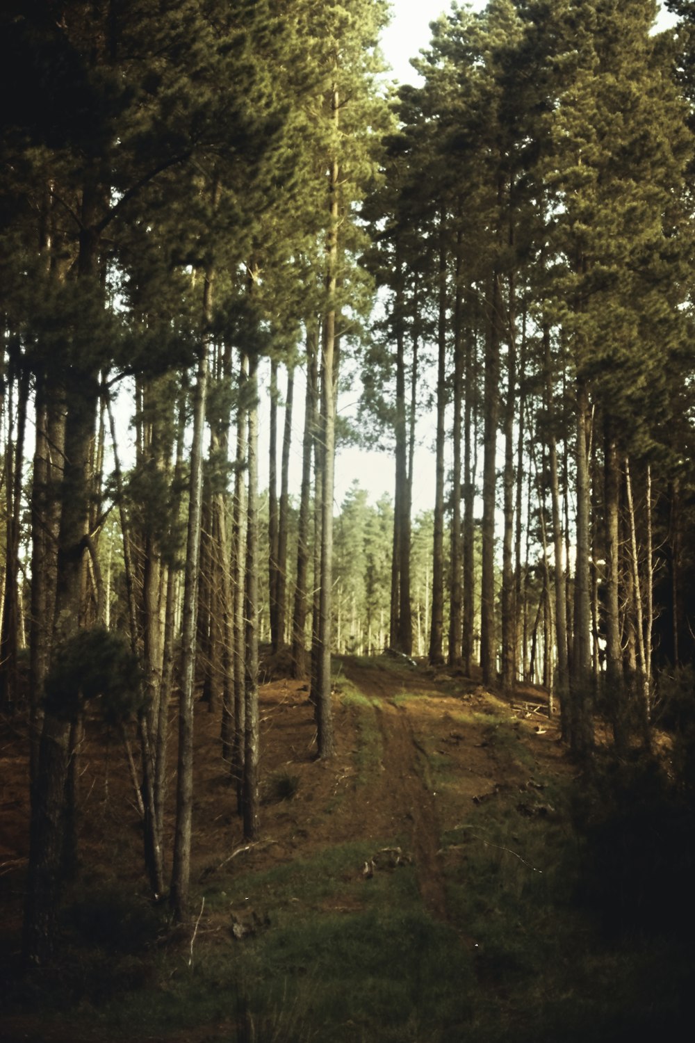 brown dirt road in between trees during daytime