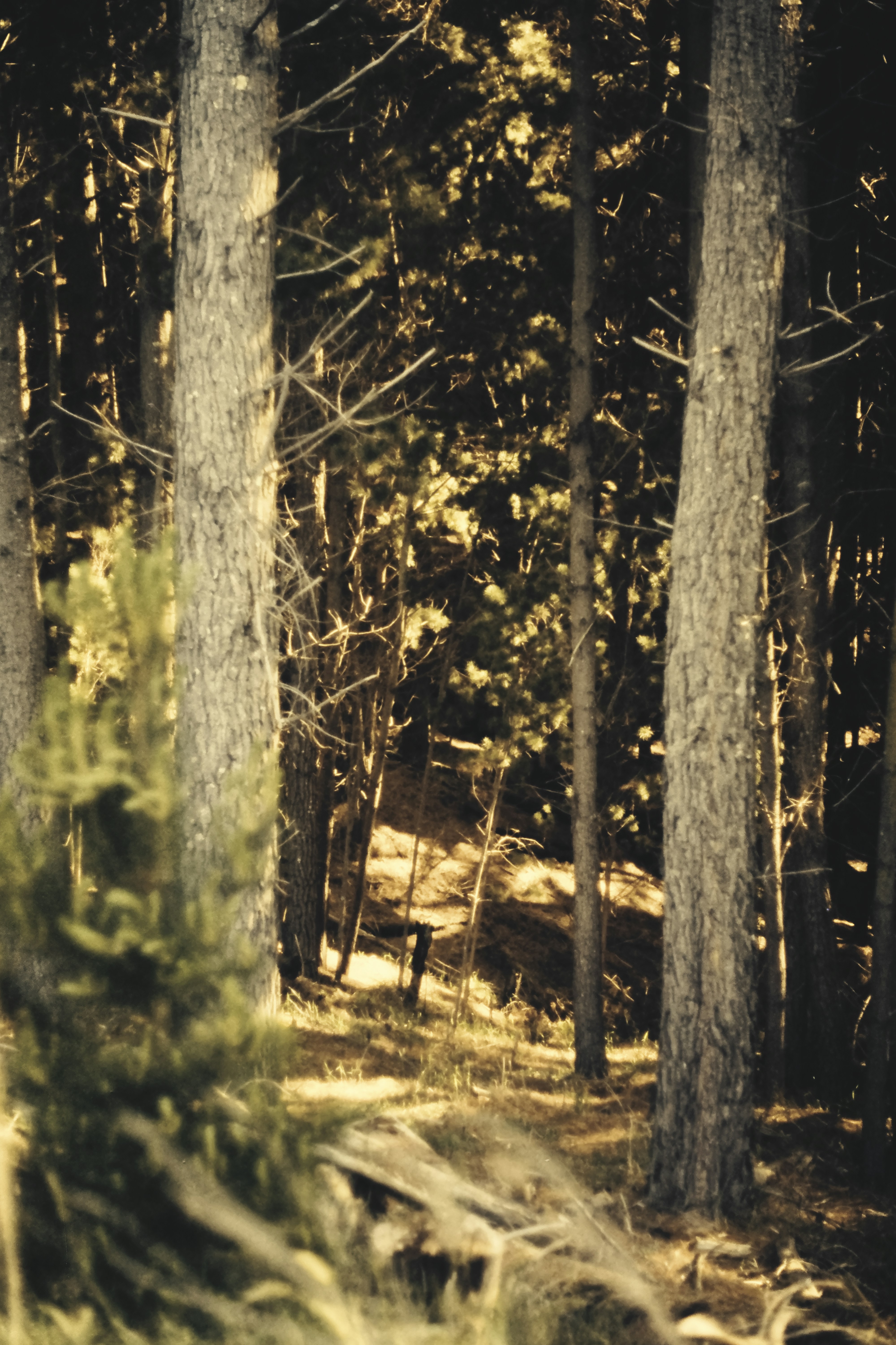 Photo by gryffyn1