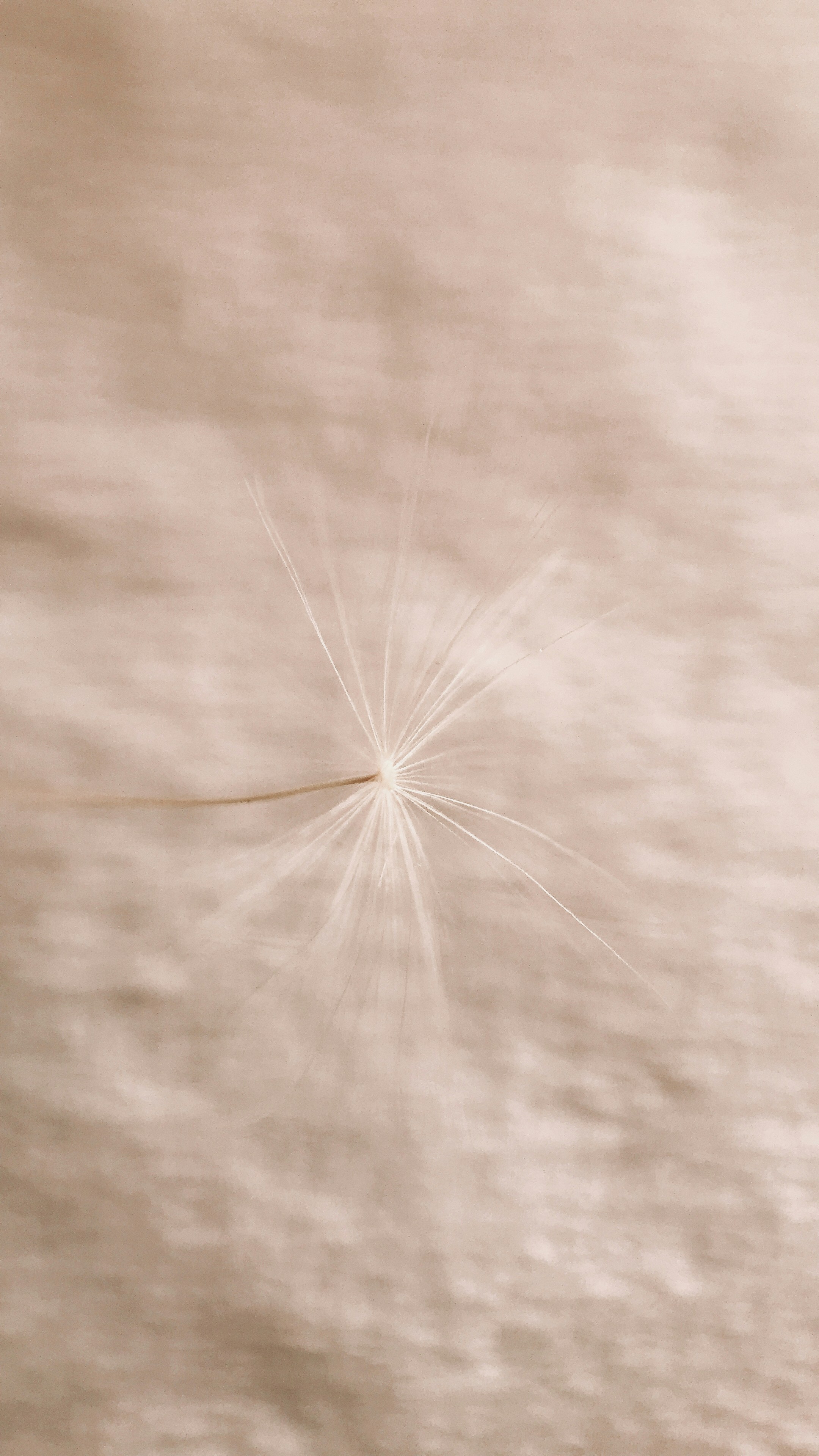 white dandelion flower in close up photography