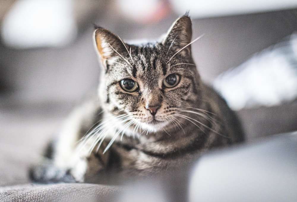 brown tabby cat on white textile