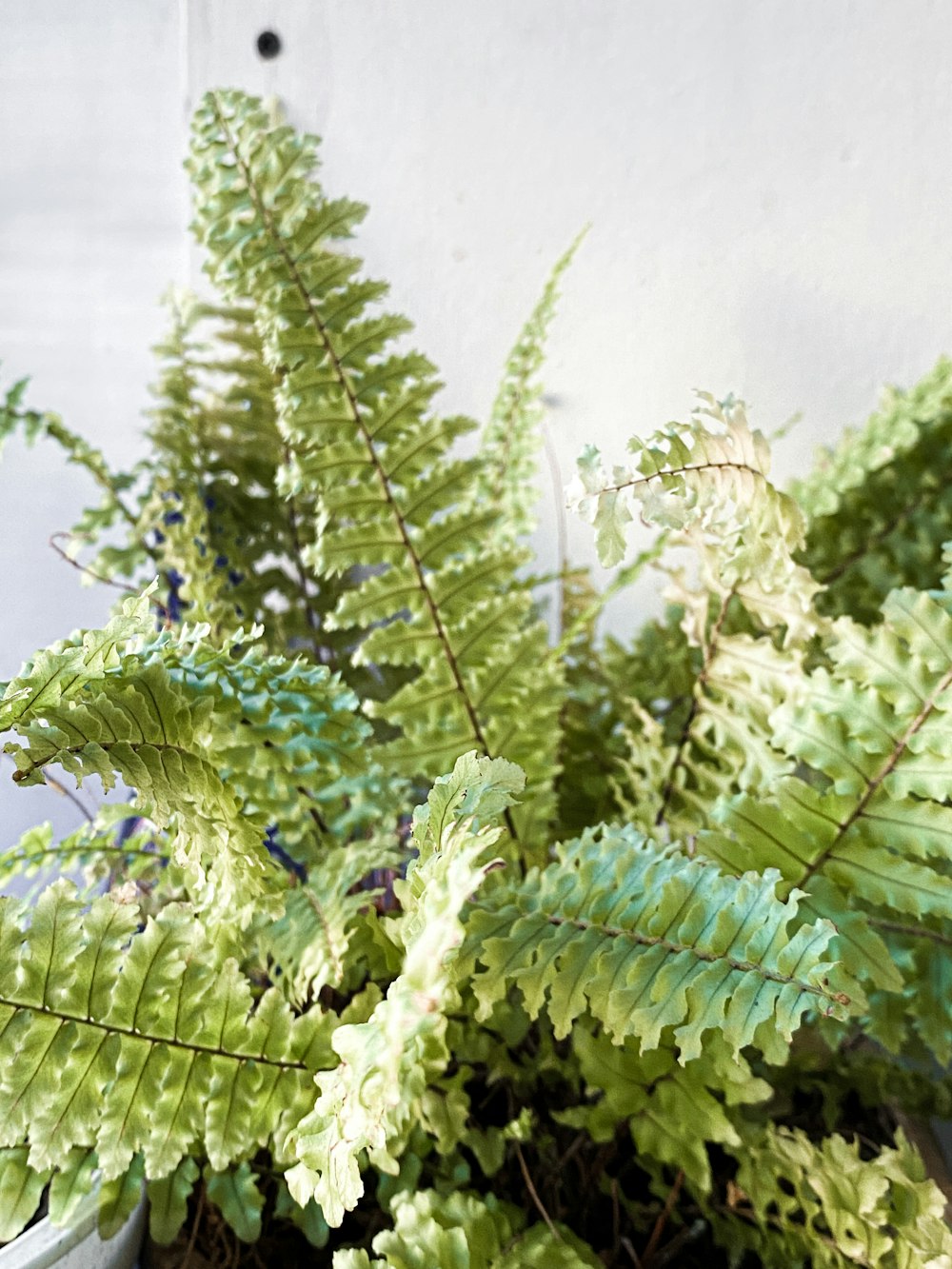 Plante de fougère verte en photographie en gros plan