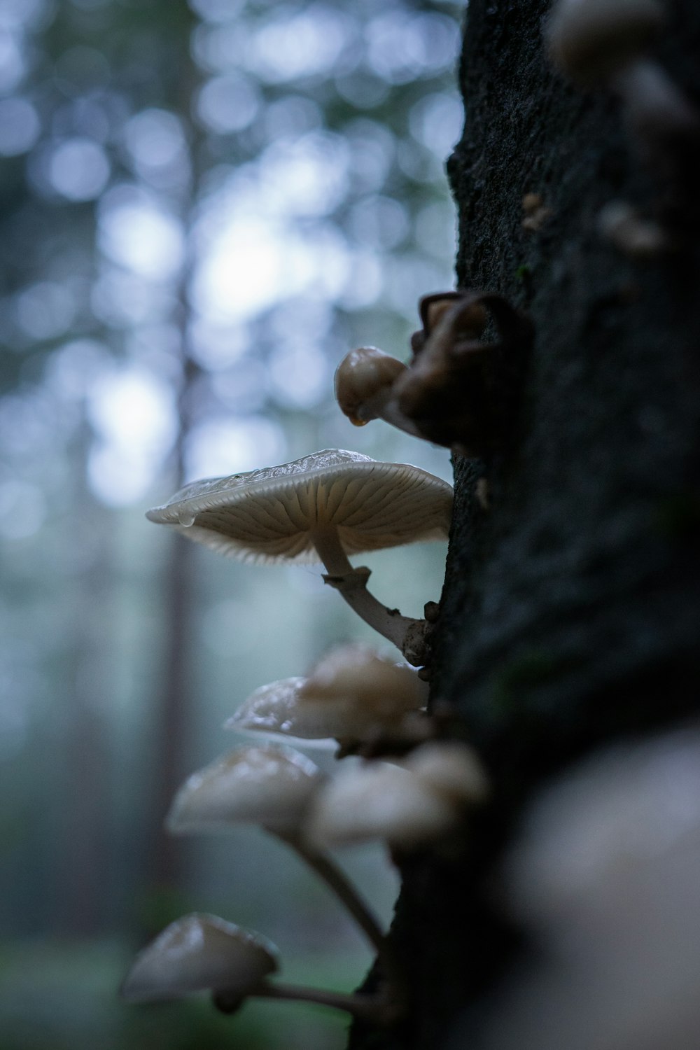white mushroom on tree trunk