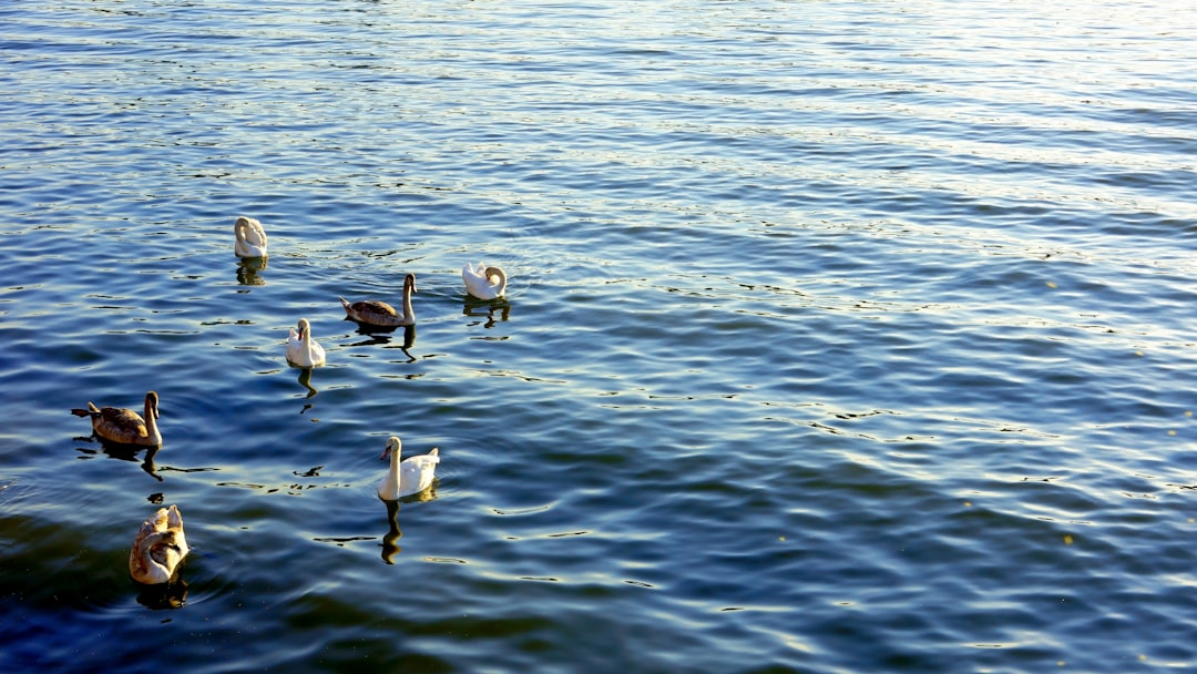 white and black birds on water during daytime