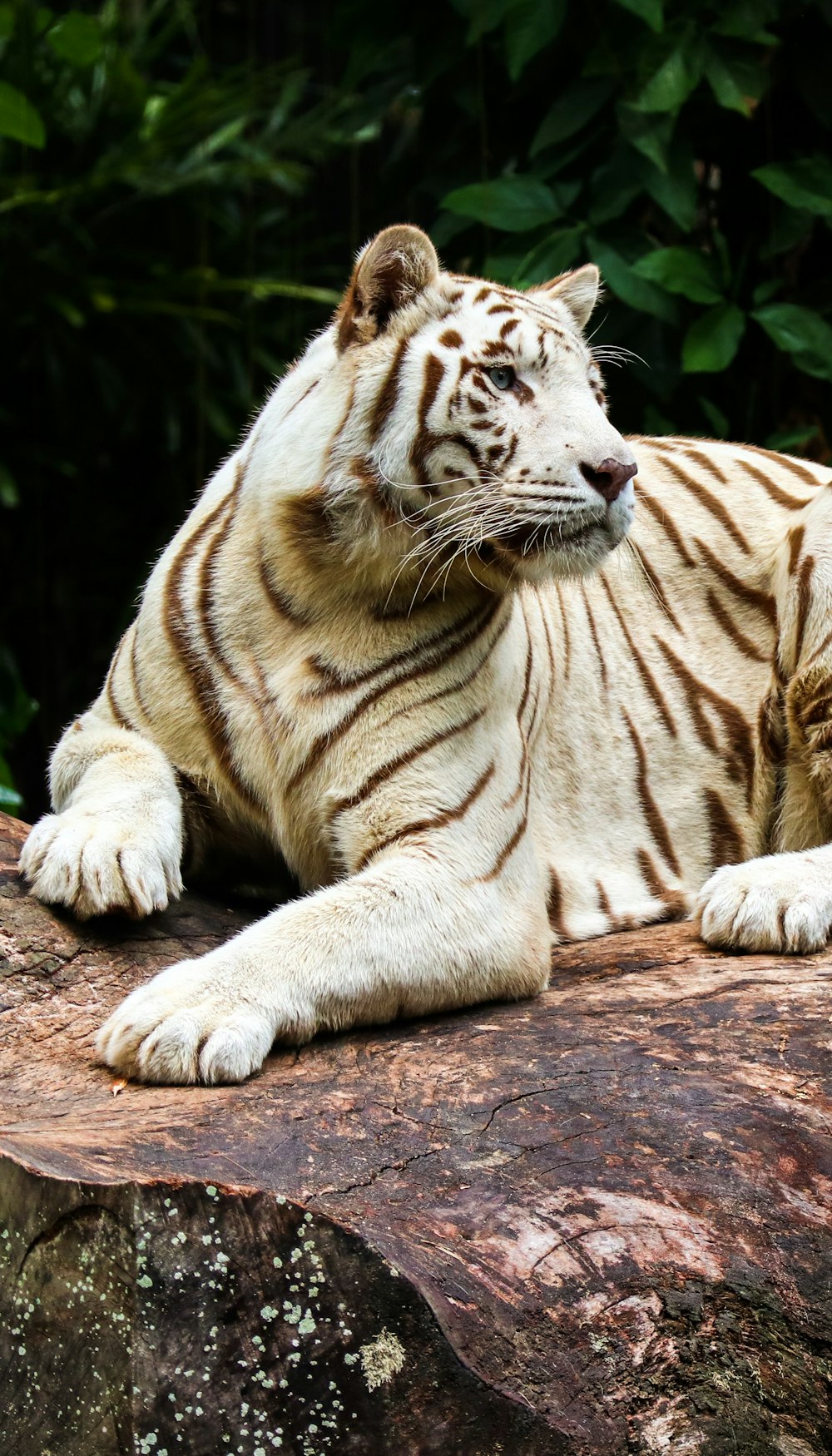 white and brown tiger lying on brown soil during daytime