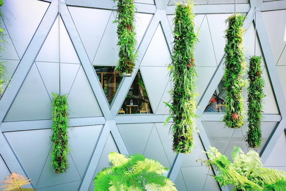 green plant on white ceramic tiles