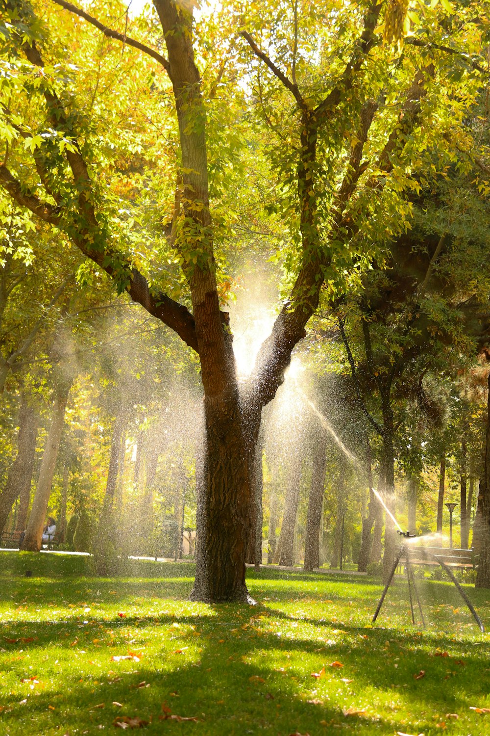 green trees on green grass field during daytime