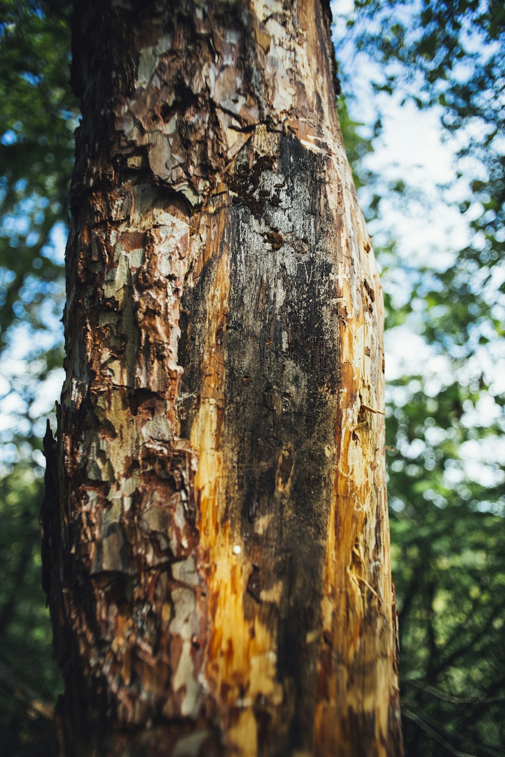 brown tree trunk during daytime