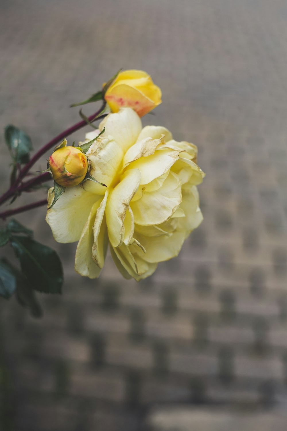 rosa amarela em flor durante o dia